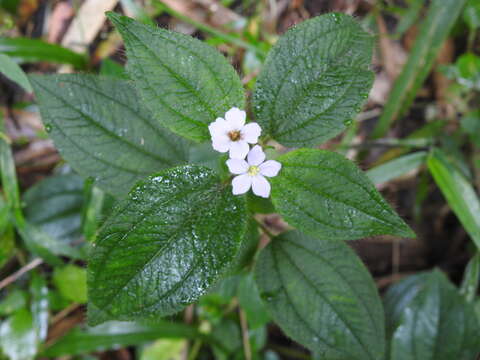 Imagem de Pleroma clinopodifolium (DC.) Triana