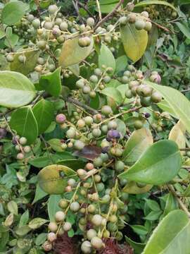 Image of sea bilberry