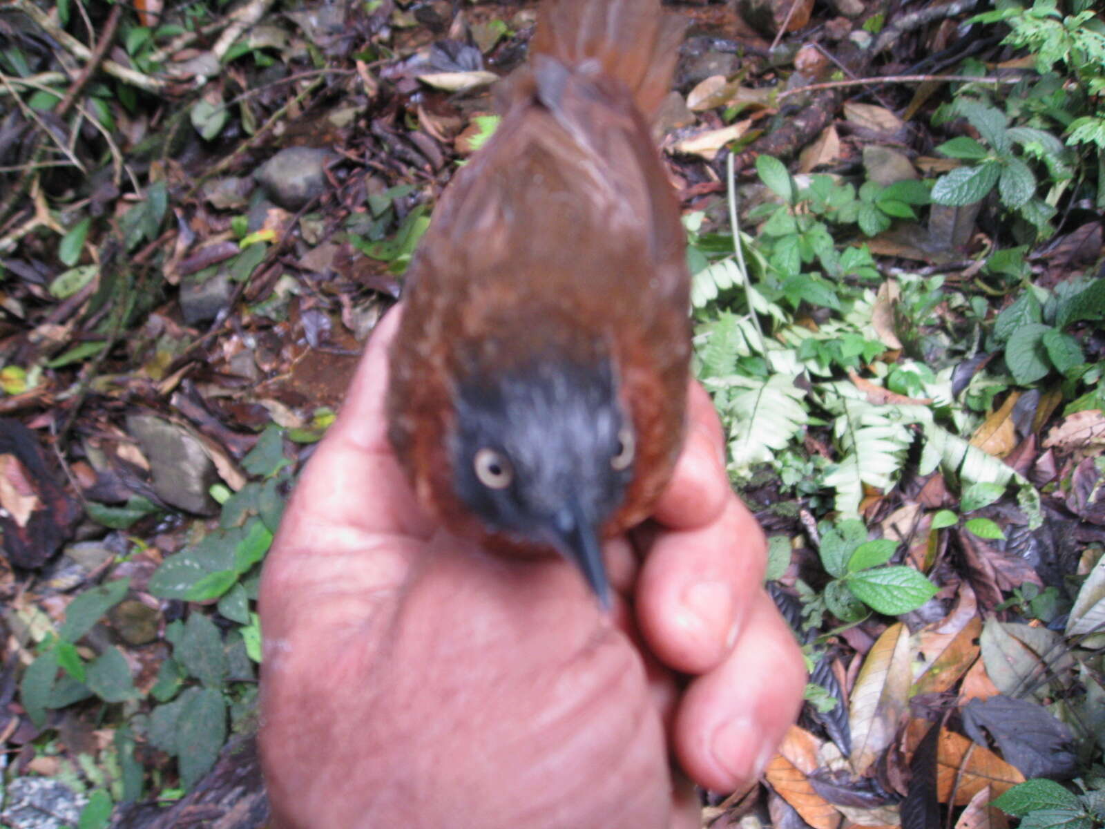 Image of Grey-headed Babbler