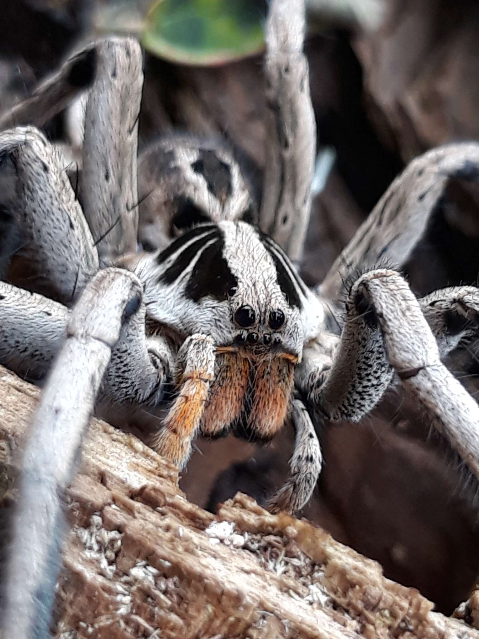 Imagem de Lycosa erythrognatha Lucas 1836