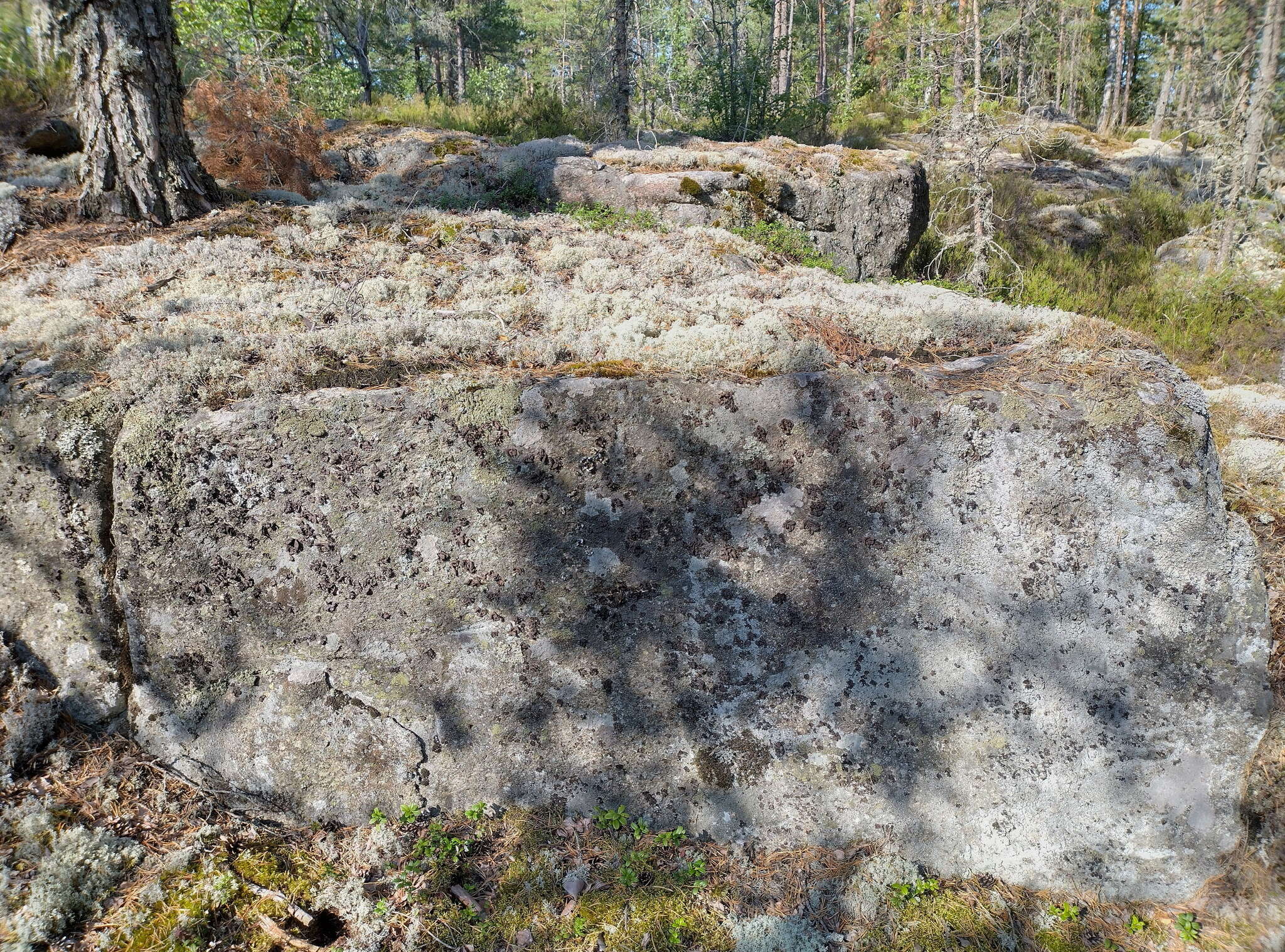 Image of manyroot navel lichen