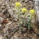 Plancia ëd Alyssum calycocarpum Rupr.