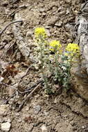 Sivun Alyssum calycocarpum Rupr. kuva