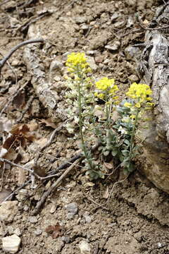 Image of Alyssum calycocarpum Rupr.