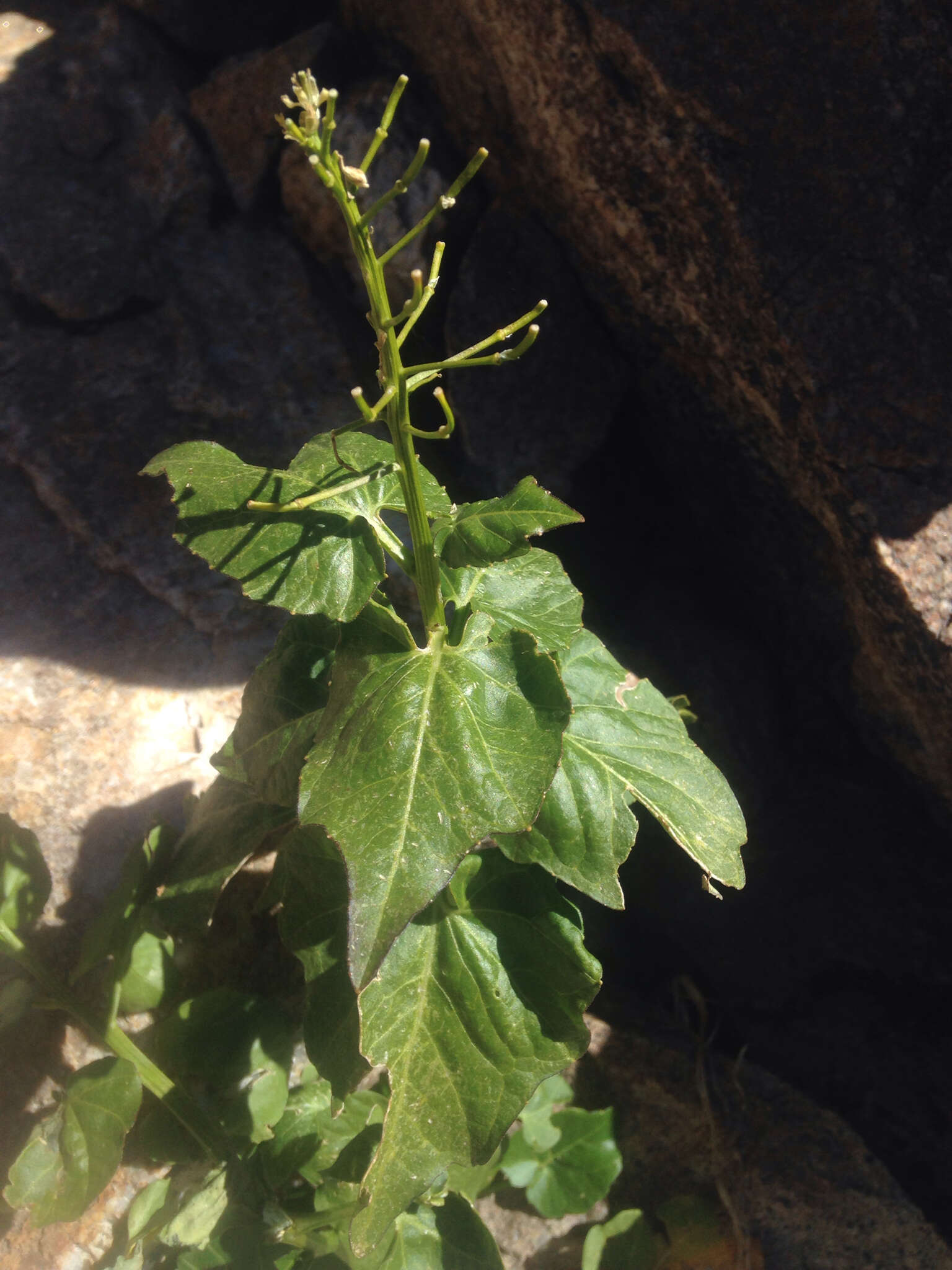 Image of Large Mountain Bittercress