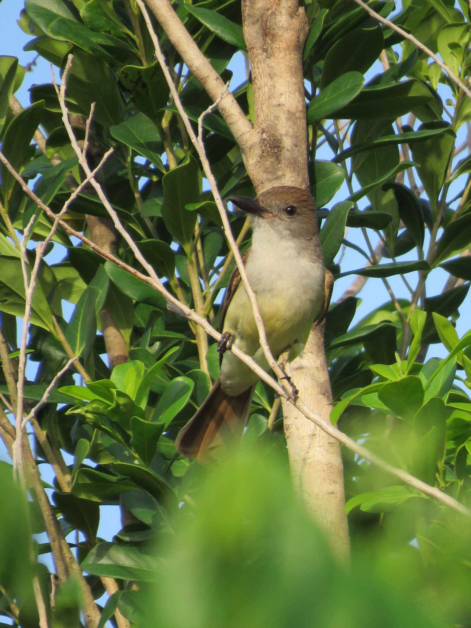 صورة Myiarchus tyrannulus (Müller & Pls 1776)