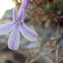 Image of Lobelia dichroma Schltr.