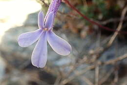 Image of Lobelia dichroma Schltr.