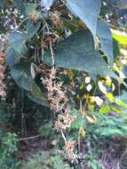 Plancia ëd Mallotus paniculatus (Lam.) Müll. Arg.