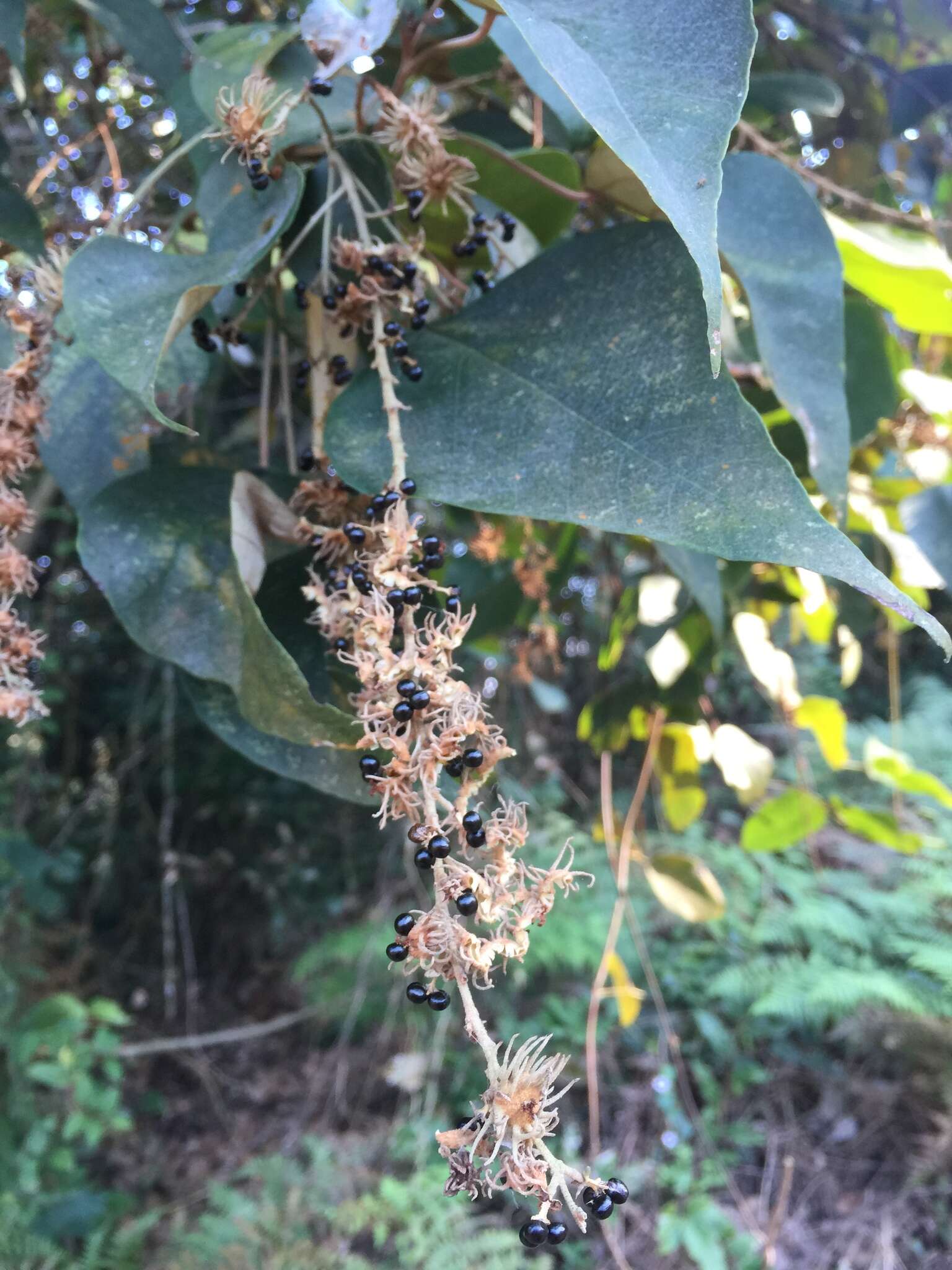 Sivun Mallotus paniculatus (Lam.) Müll. Arg. kuva