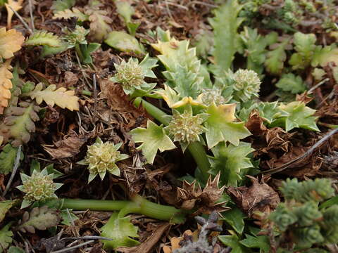 Image of Eryngium vesiculosum Labill.