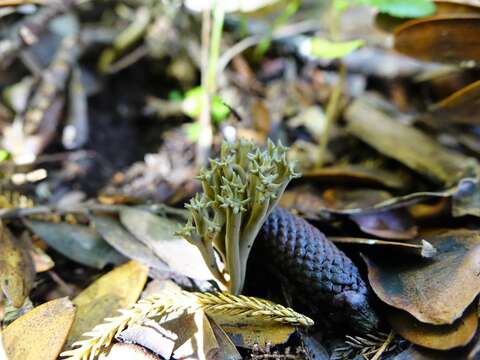 Image of Phaeoclavulina zippelii (Lév.) Overeem 1923