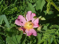 Image of prairie rose