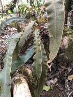 Elaphoglossum paleaceum (Hook. & Grev.) Sledge resmi