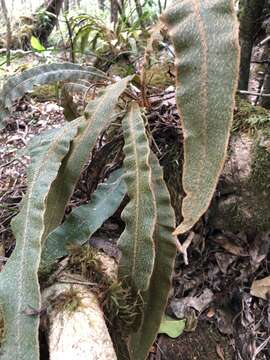 Elaphoglossum paleaceum (Hook. & Grev.) Sledge resmi