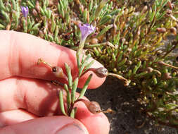 Nolana tarapacana subsp. thinophila resmi