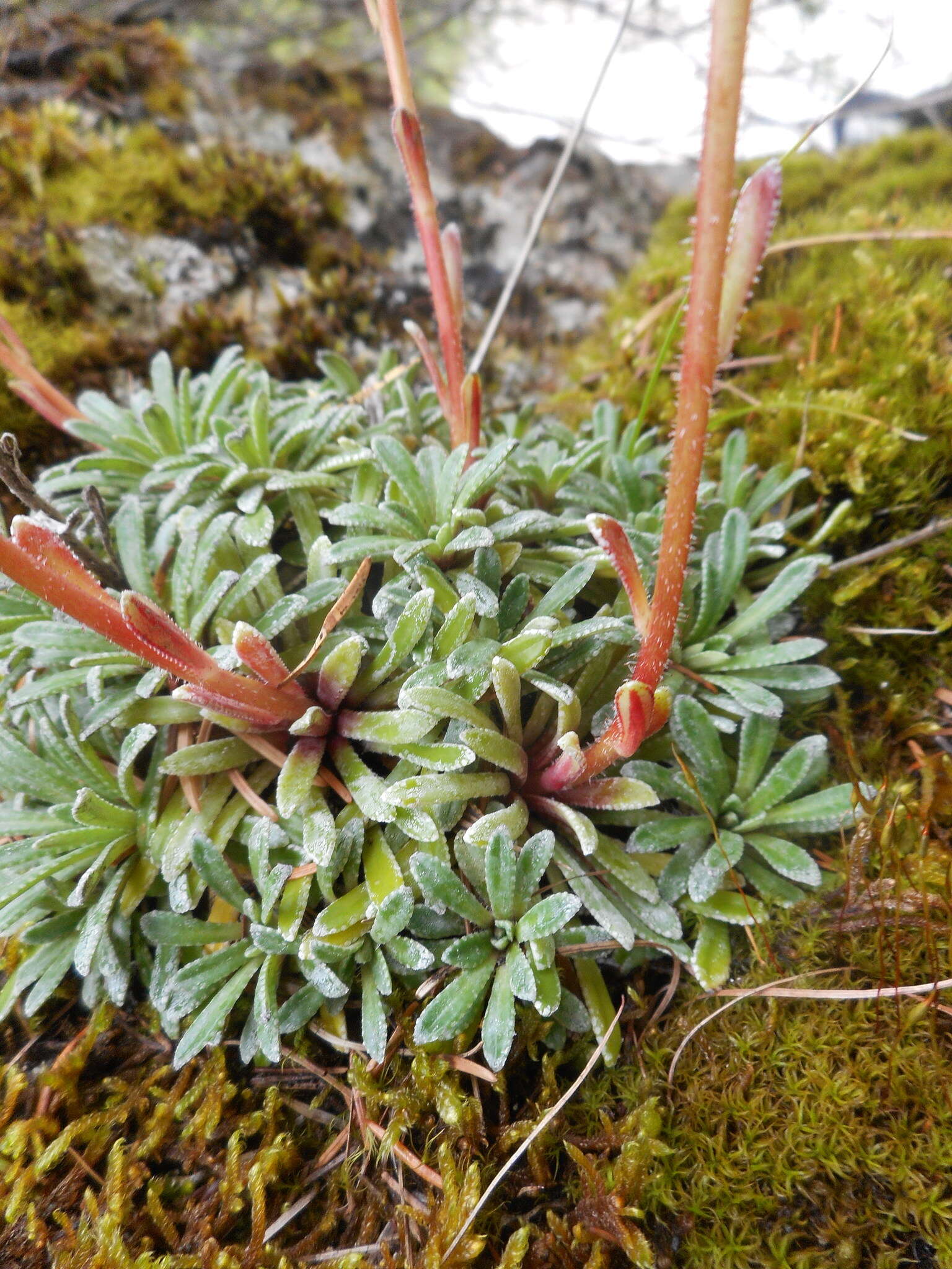 Image of Encrusted Saxifrage