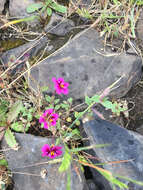 Image of Kellogg's monkeyflower