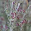 Image of Galium canum Req. ex DC.