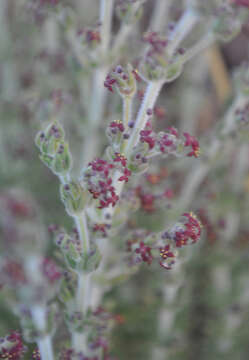 Plancia ëd Galium canum Req. ex DC.