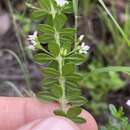 Image of Zieria obovata (C. T. White) J. A. Armstr.