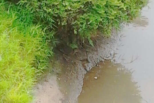 Image of Band-bellied Crake