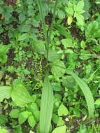 Image of Veratrum maackii Regel