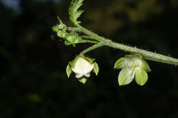 Image of Nasa triphylla subsp. rudis (Benth.) Weigend