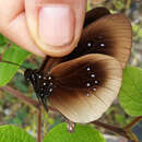 Image of Euploea netscheri Snellen 1889