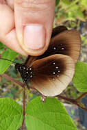Euploea netscheri Snellen 1889的图像