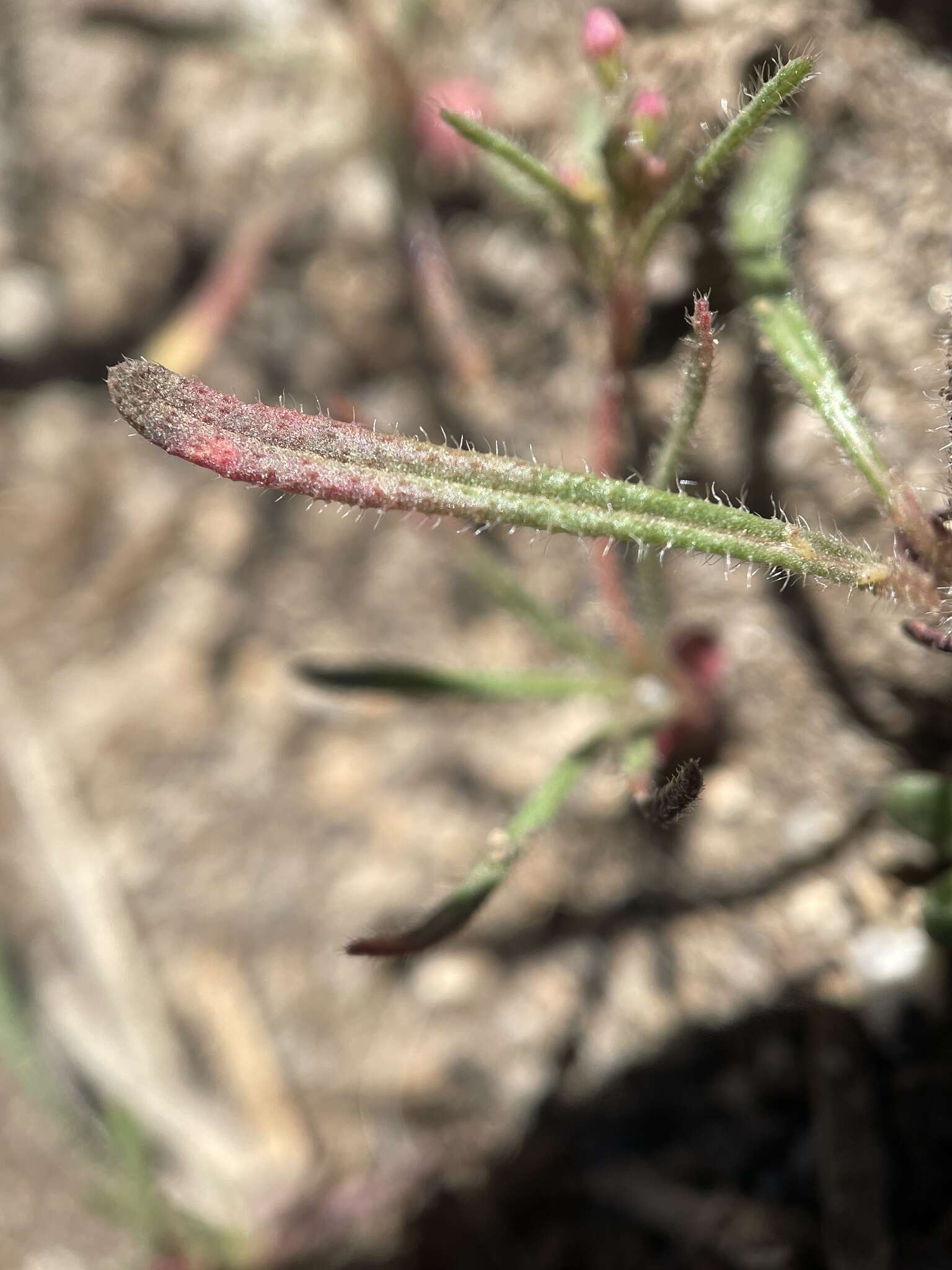 Image of spurry buckwheat