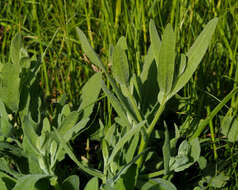 Centaurea ascalonica Bornm.的圖片