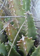 Image of Ceropegia guttata subsp. guttata