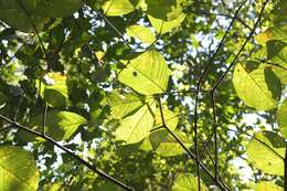 Image de Bunchosia macrophylla Rose ex Pittier