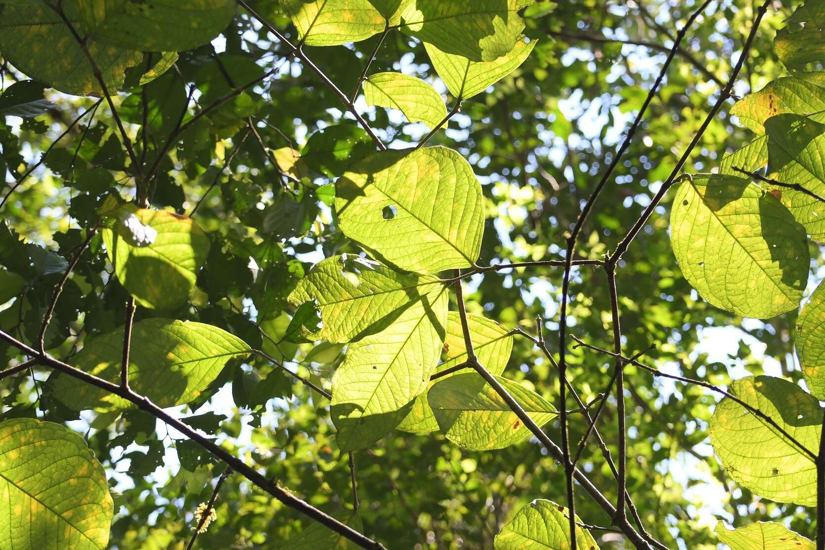 Image de Bunchosia macrophylla Rose ex Pittier