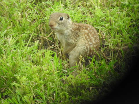 Image of Rio Grande Ground Squirrel