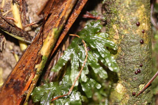 Image of Symphyogyna hymenophyllum (Hook.) Nees & Mont.