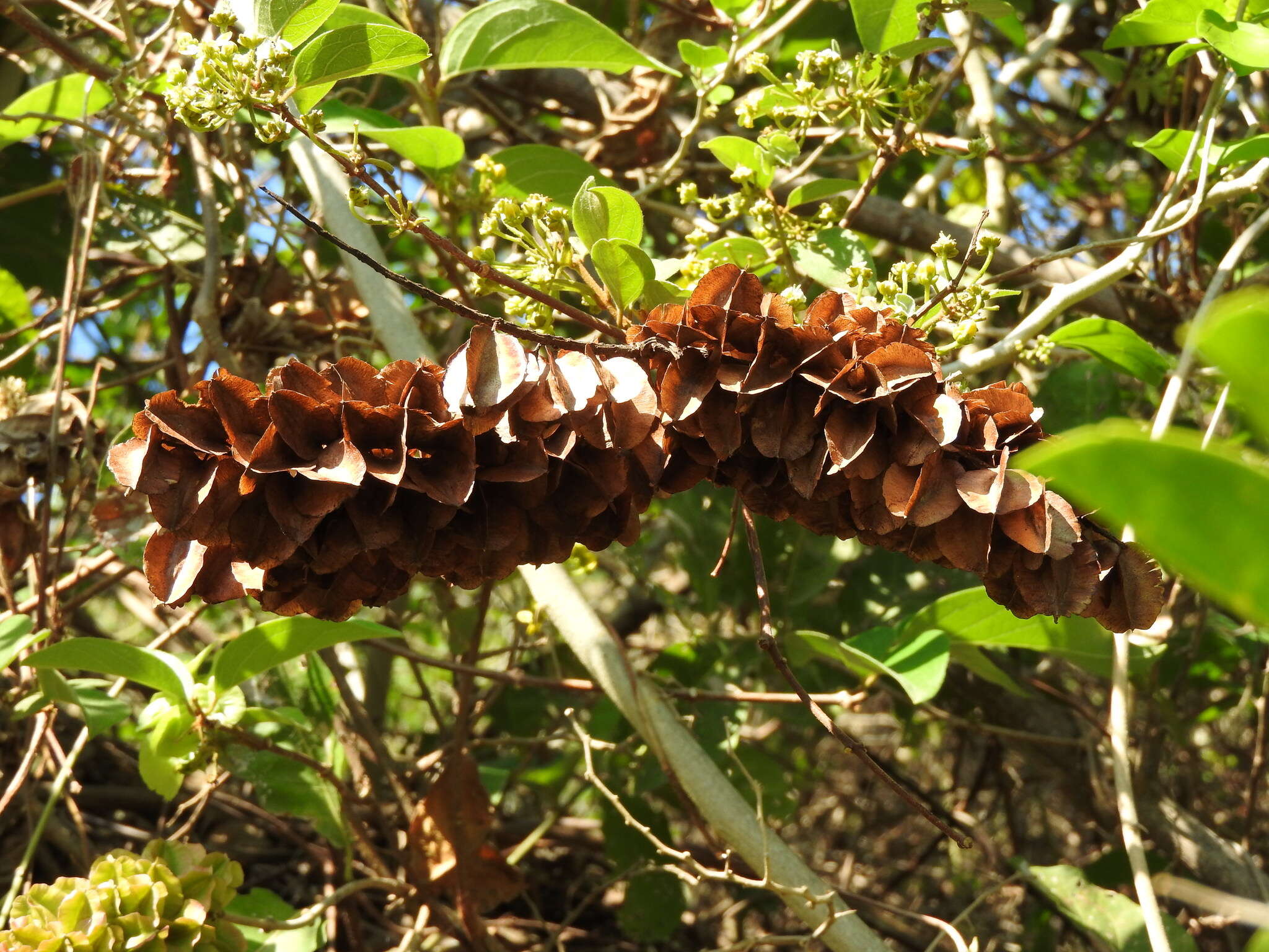 Imagem de Combretum farinosum Kunth