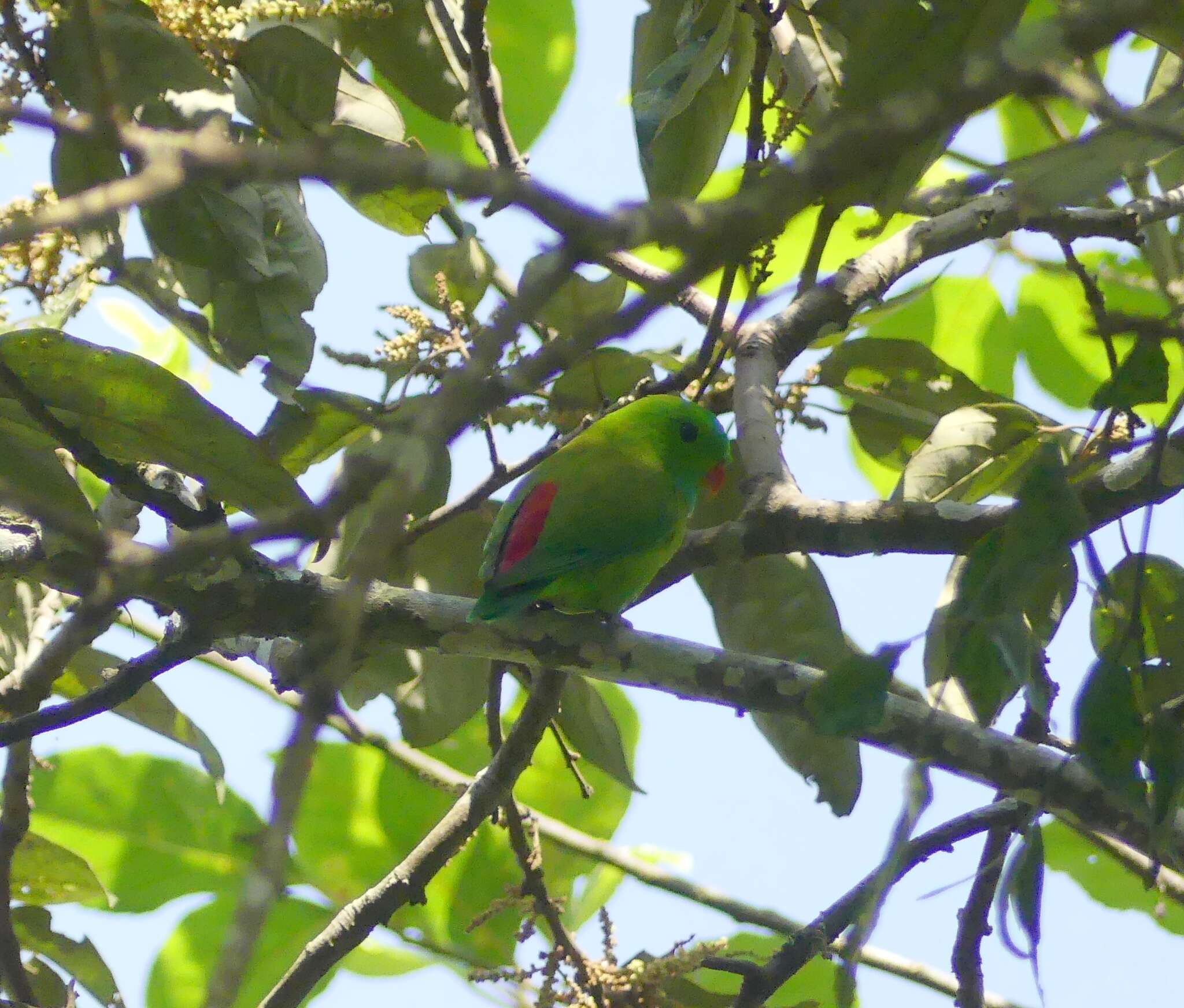 Image of Vernal Hanging Parrot