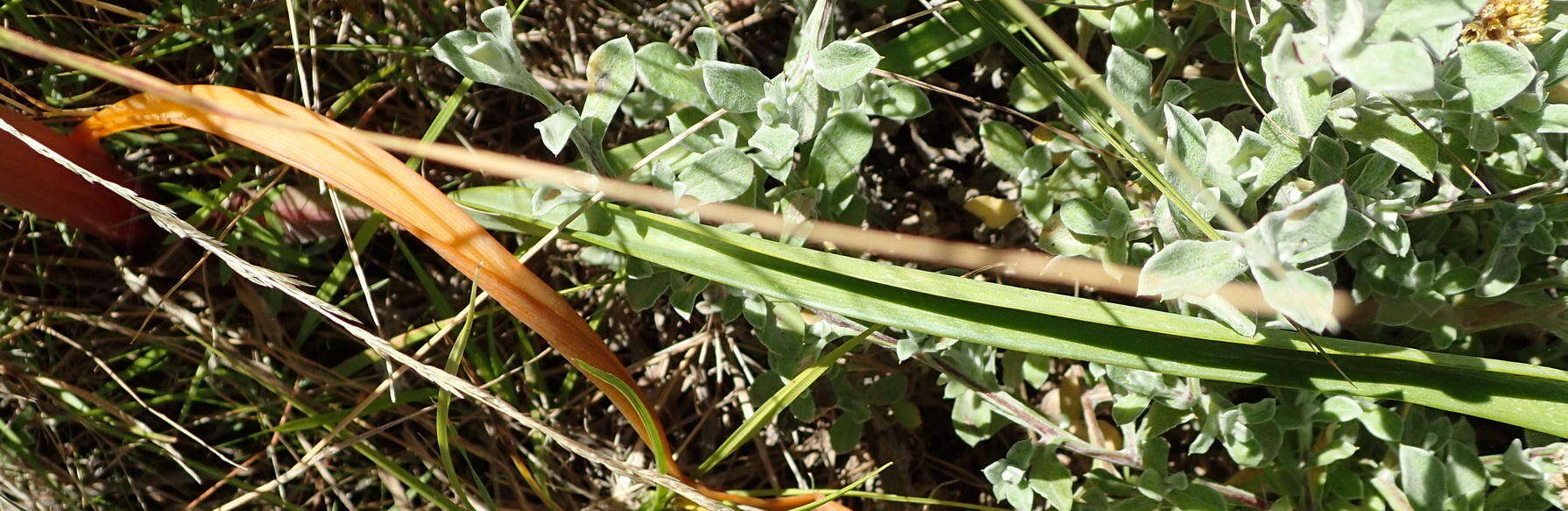 Image of Cyrtanthus angustifolius (L. fil.) Aiton