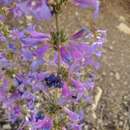 Sivun Penstemon pachyphyllus var. congestus (M. E. Jones) N. H. Holmgren kuva