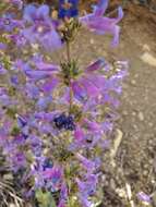 Sivun Penstemon pachyphyllus var. congestus (M. E. Jones) N. H. Holmgren kuva