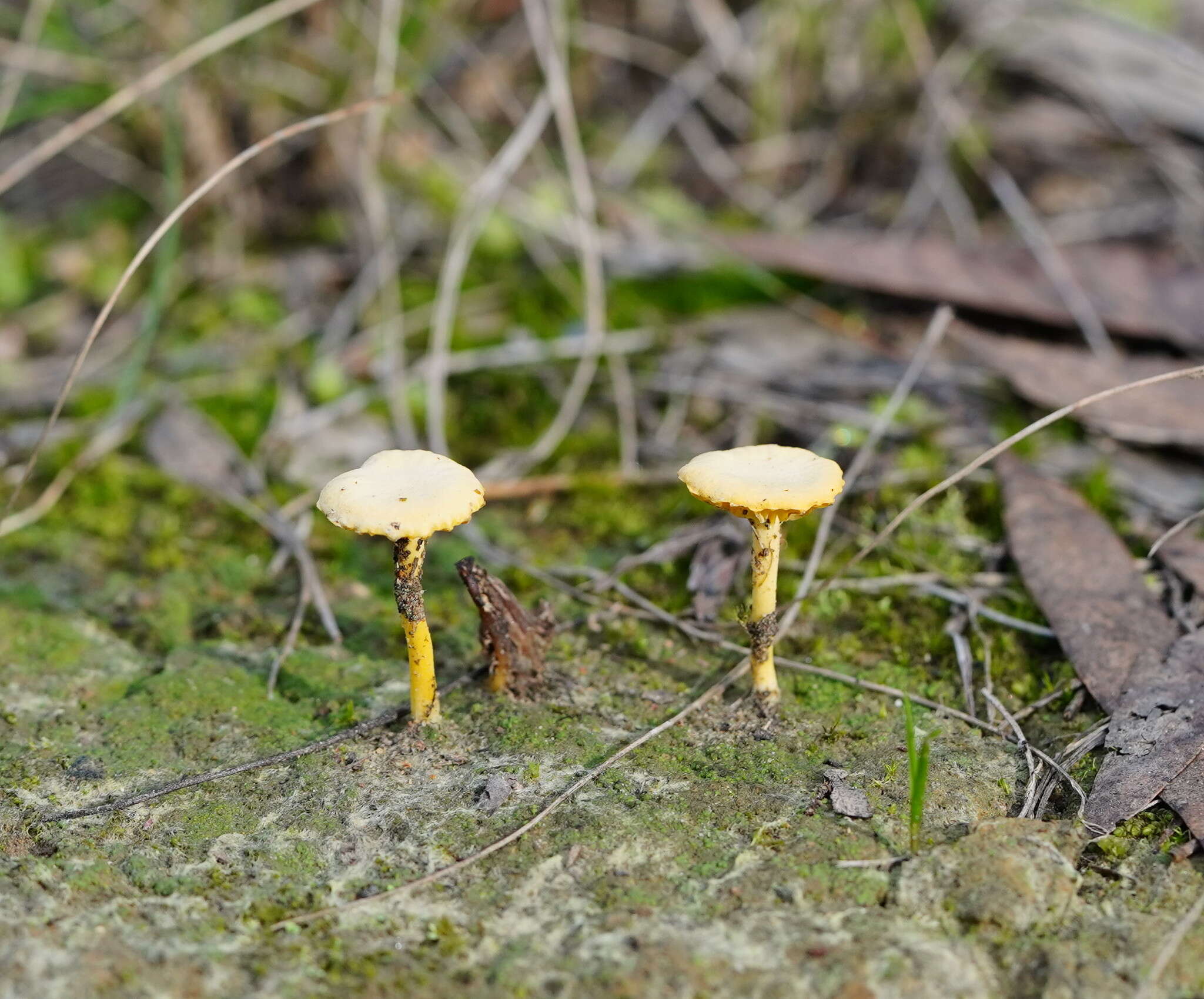 صورة Lichenomphalia chromacea (Cleland) Redhead, Lutzoni, Moncalvo & Vilgalys 2002