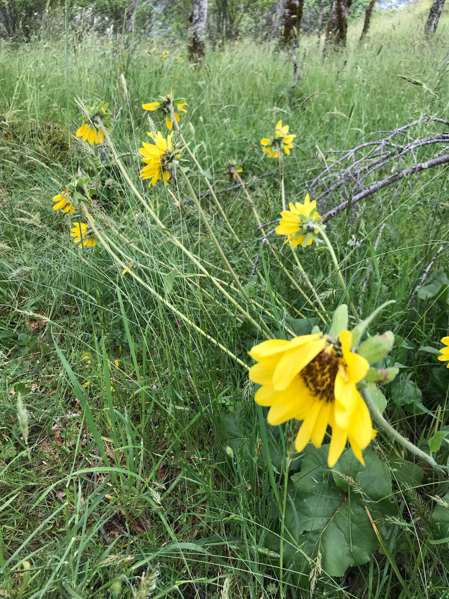 Image of deltoid balsamroot