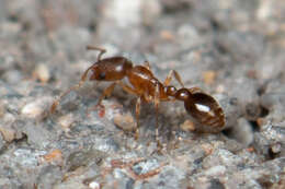 Image of Ant