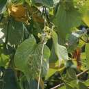 Image of Aspidopterys cordata (Heyne ex Wall.) A. Juss.