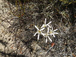 Image of Pelargonium fergusoniae L. Bolus