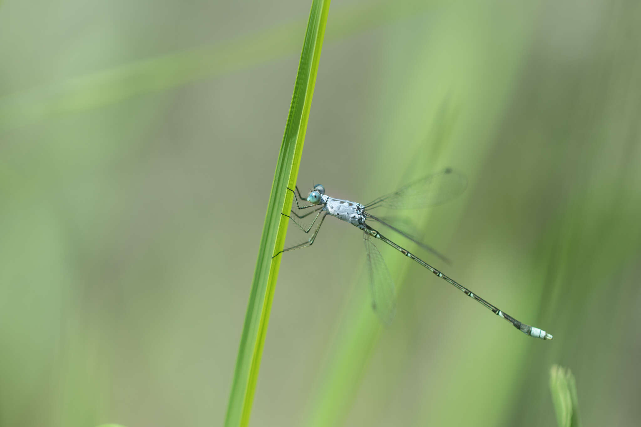 Слика од Lestes praemorsus Hagen ex Selys 1862