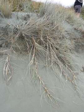 Image of Spinifex sericeus R. Br.