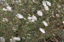 Image of Lomelosia argentea (L.) W. Greuter & Burdet